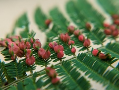 Austroacacidiplosis botrycephalae