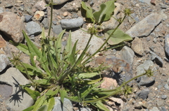 Nicotiana corymbosa