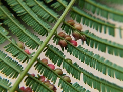 Austroacacidiplosis botrycephalae