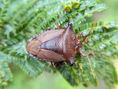 Peromatus