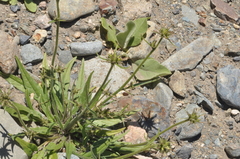 Nicotiana corymbosa