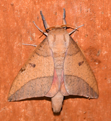 Adeloneivaia subangulata