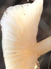 Clitocybe deceptiva
