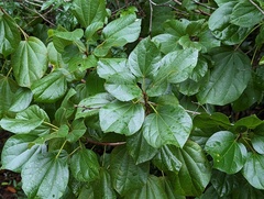 Hampea