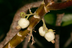 Scaevola taccada