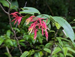 Bauhinia jenningsii