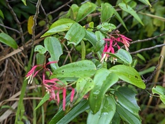 Bauhinia jenningsii