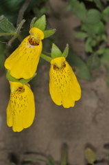 Calceolaria crenatiflora