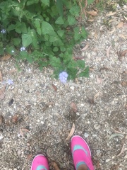 Ageratum houstonianum