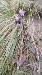 Penstemon gentianoides