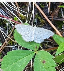 Scopula junctaria