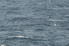 Sterna striata striata