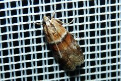 Acrobasis repandana