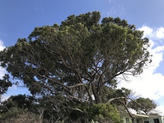 Eucalyptus gomphocephala