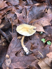 Leratiomyces percevalii