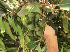 Eucalyptus gomphocephala