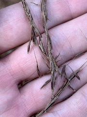 Saccharum brevibarbe