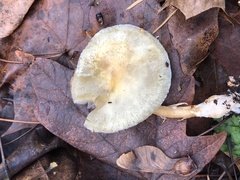 Leratiomyces percevalii