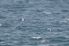 Sterna striata striata