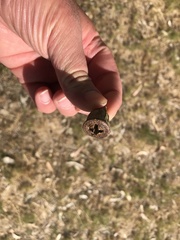 Eucalyptus gomphocephala