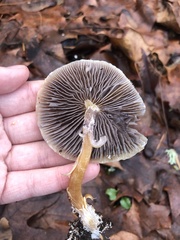 Leratiomyces percevalii