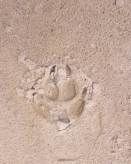 Chrysocyon brachyurus