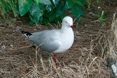 Chroicocephalus novaehollandiae novaehollandiae