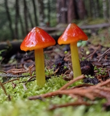 Hygrocybe