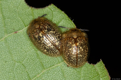 Ischyrosonychini