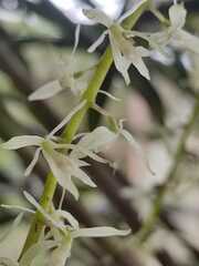 Epidendrum purum