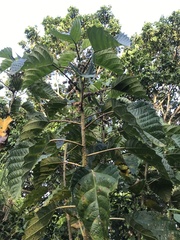 Urticaceae
