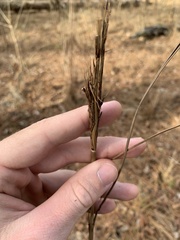 Saccharum brevibarbe