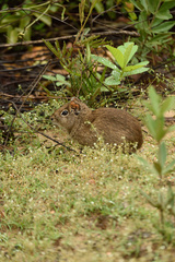 Galea spixii