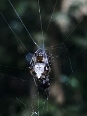 Verrucosa