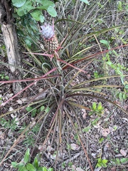 Ananas comosus microstachys