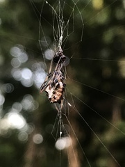 Verrucosa