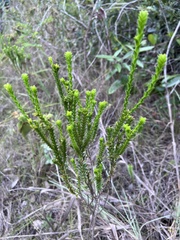 Microlicieae