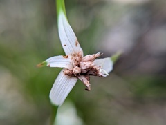 Rhynchospora colorata