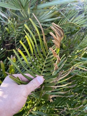 Zamia integrifolia