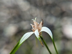 Rhynchospora colorata