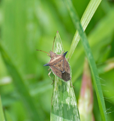 Diceraeus