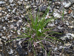 Rhynchospora colorata