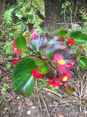 Begonia semperflorens-cultorum