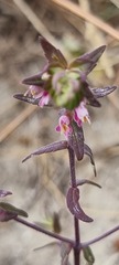 Odontites vernus