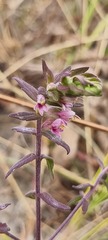 Odontites vernus