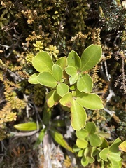 Pseudopanax colensoi