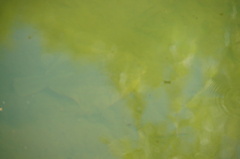 Rhombosolea retiaria