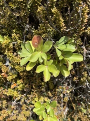 Pseudopanax colensoi