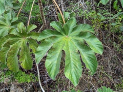 Cecropia peltata