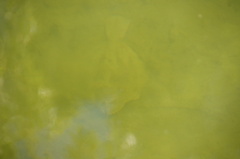 Rhombosolea retiaria